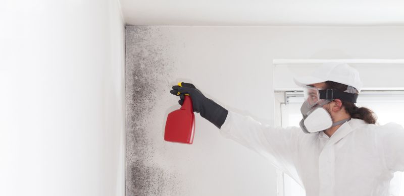 Attic Mold Remediation in Frisco, TX