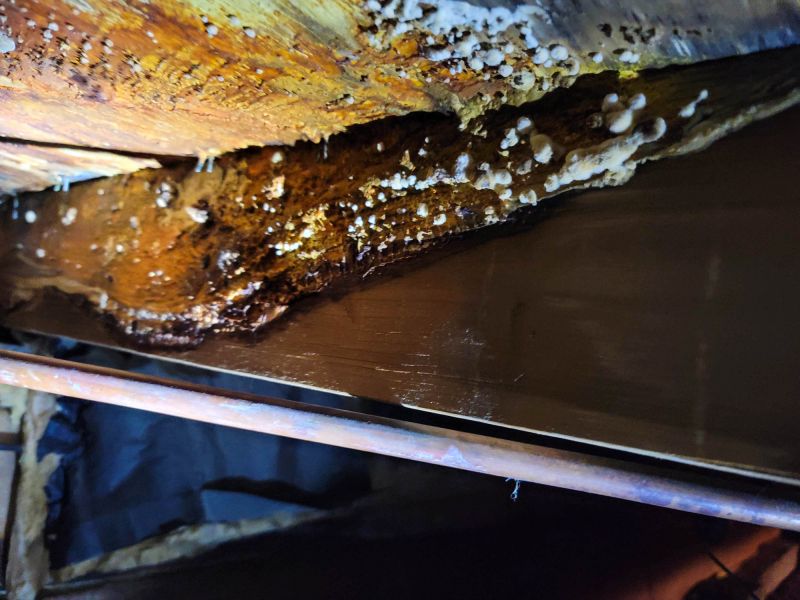 Basement Mold Removal in Broward County, FL