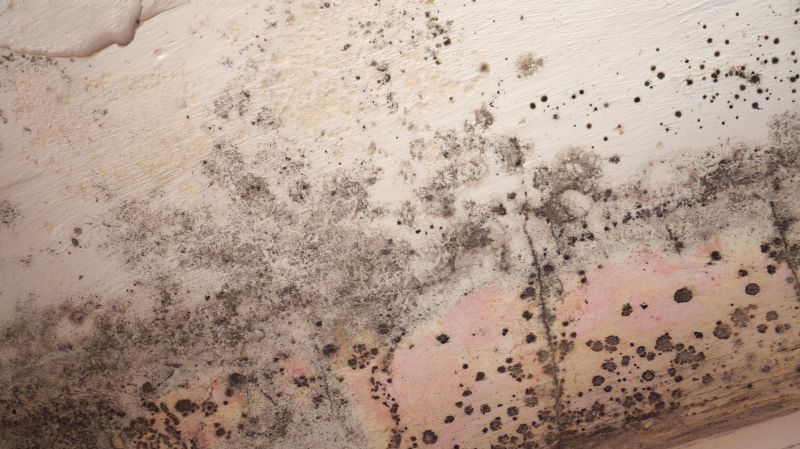 Attic Mold Remediation in Fort Worth, TX