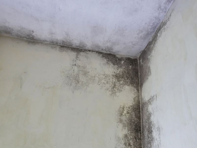 Attic Mold Removal in Fort Worth, TX