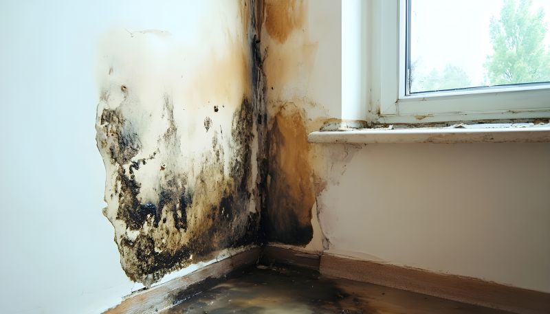 Ceiling Mold Removal in Frisco, TX