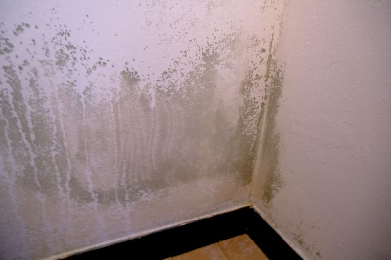 Ceiling Mold Removal in Essex County, NJ