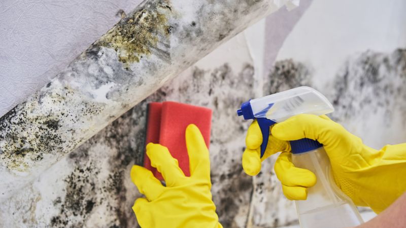 Mold Abatement Service in Dallas, TX