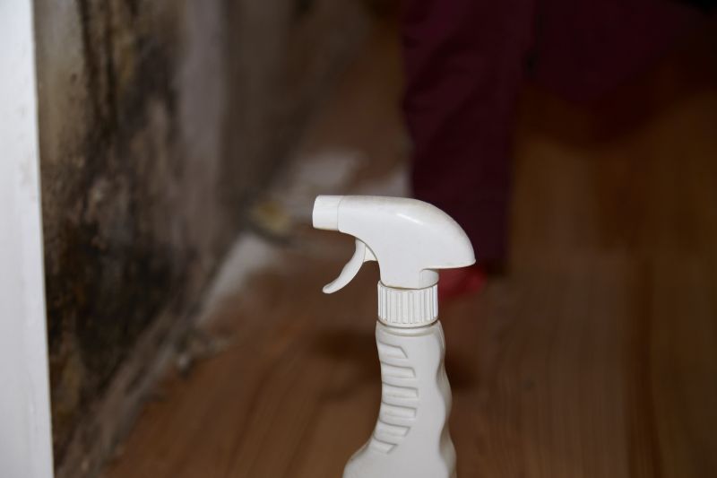 Mold Cleanup Service in Fort Lauderdale, FL