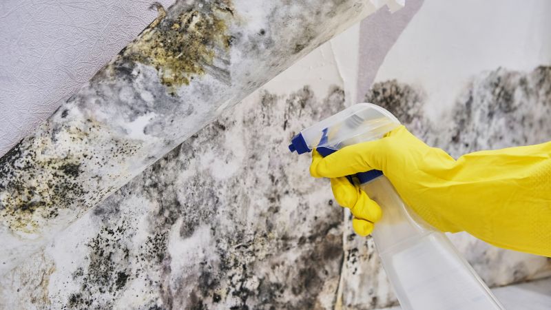 Mold Control in Denton, TX