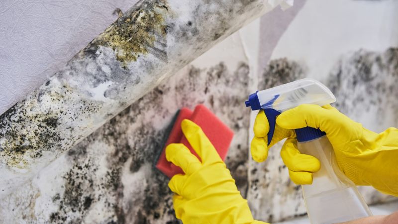 Mold Control in Plano, TX