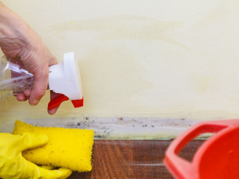 Mold Removal in Fort Lauderdale, FL