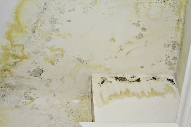 Mold Removal in Boca Raton, FL