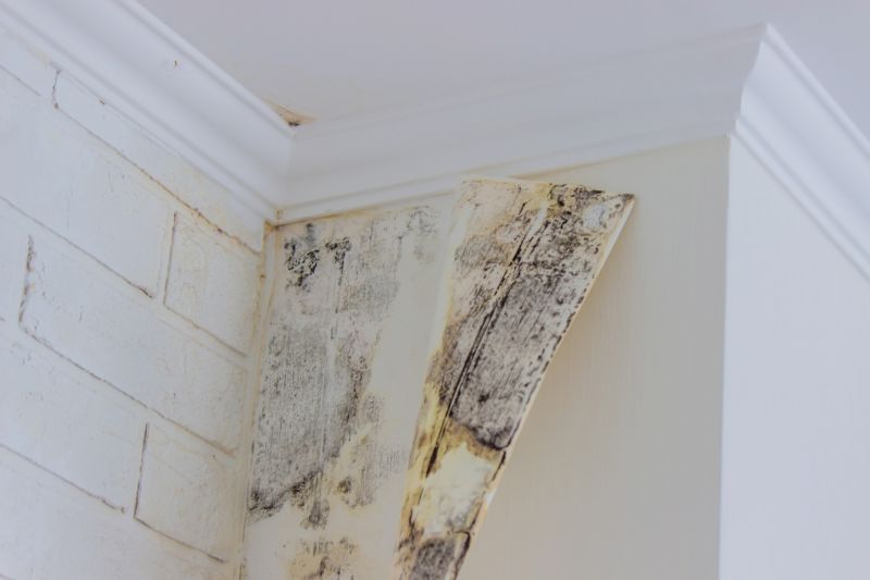 Mold Treatment Service in Frisco, TX
