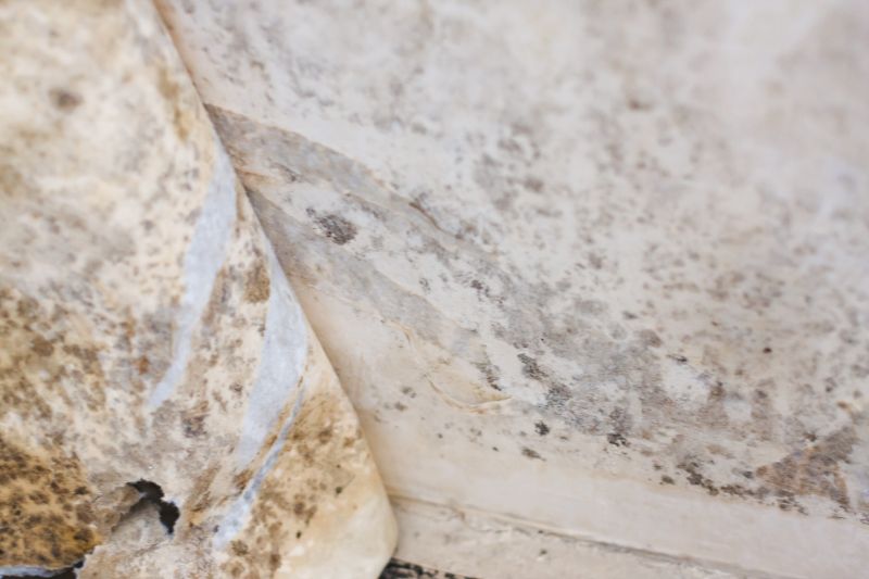 White Mold Mitigation in Broward County, FL