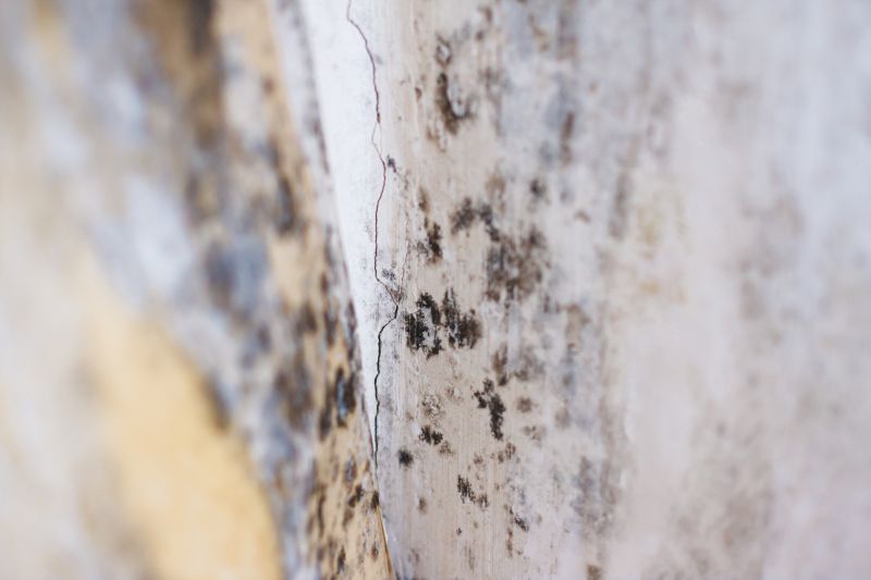 White Mold Mitigation in West Palm Beach, FL
