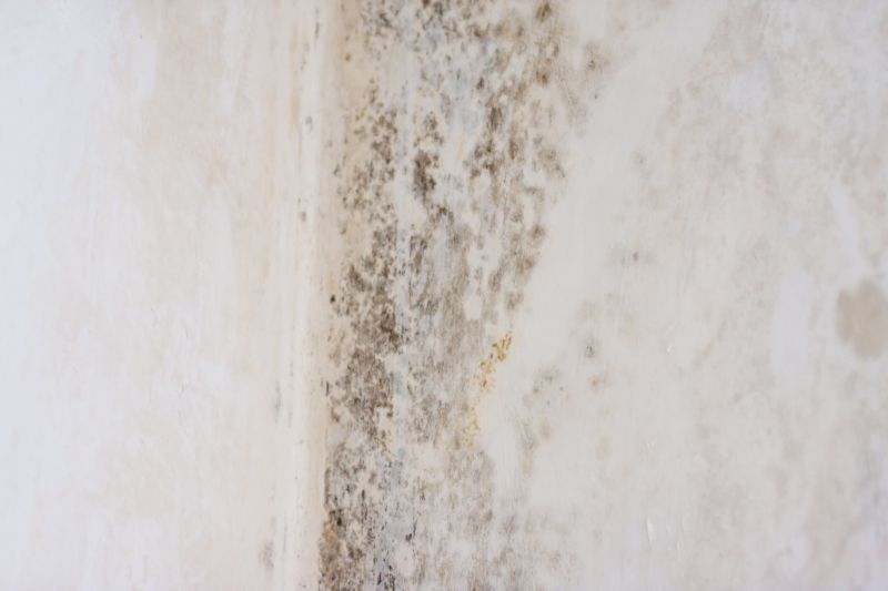 White Mold Mitigation in Fort Worth, TX